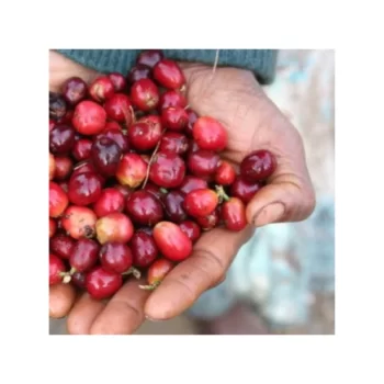 Kavos pupelės Papua New Guinea ELIMBARI, 200g, CROOKED NOSE & COFFEE STORIES derior.eu